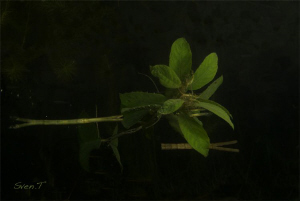Leafs by the surface by Sven Tramaux 